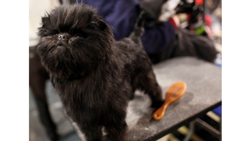 Illustration for article titled Elegant Updos and Classy Coats at the Westminster Dog Show